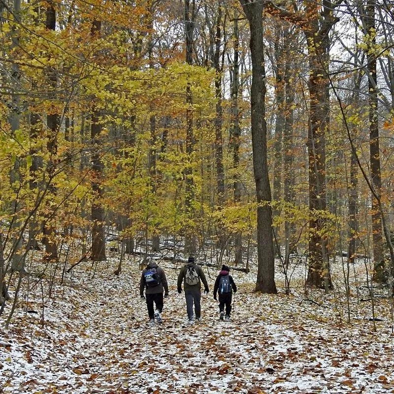 Chapin Forest